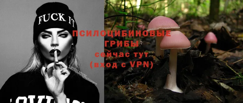 Псилоцибиновые грибы Psilocybe  omg как войти  Удомля 